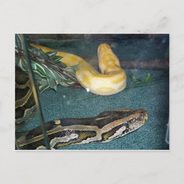 Boa Couple, 1 Postkarte (Vorderseite)
