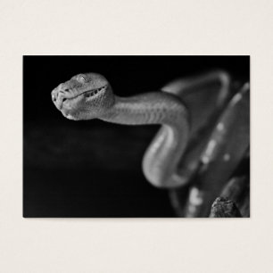 Boa noir et blanc d'arbre