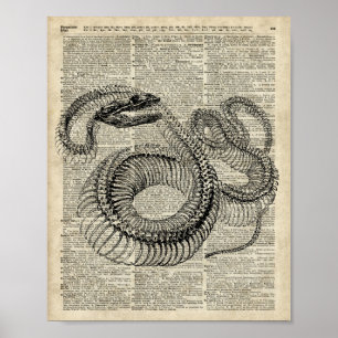 Boa-Schlangen-Skeleton Vintage Poster