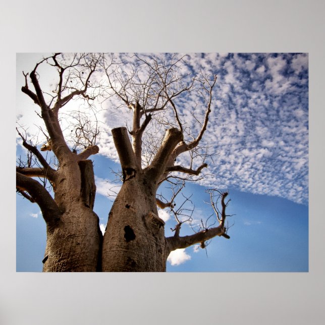BOAB TREE POSTER (Vorne)