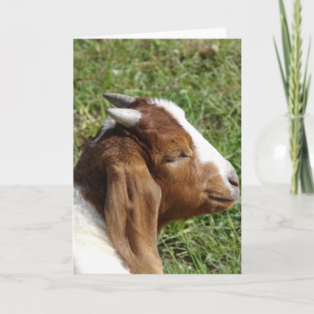 Boar Billy Goat Kid Karte (Vorderseite)
