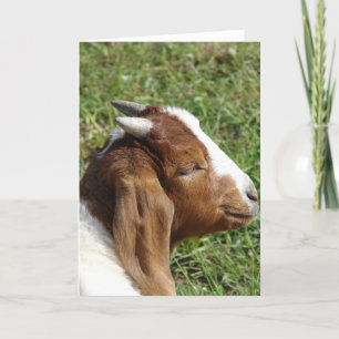 Boar Billy Goat Kid Karte