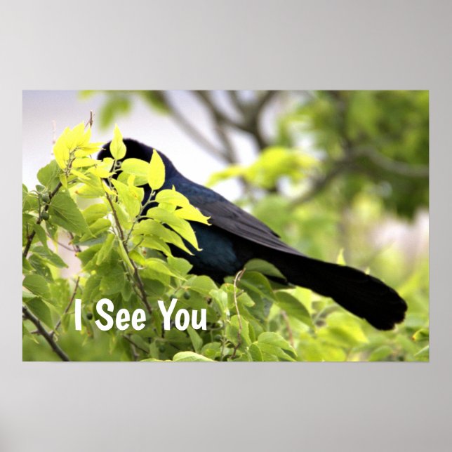 Boat-Taille Grackle Bird Poster (Vorne)