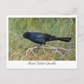Boat-Taille Postkarte