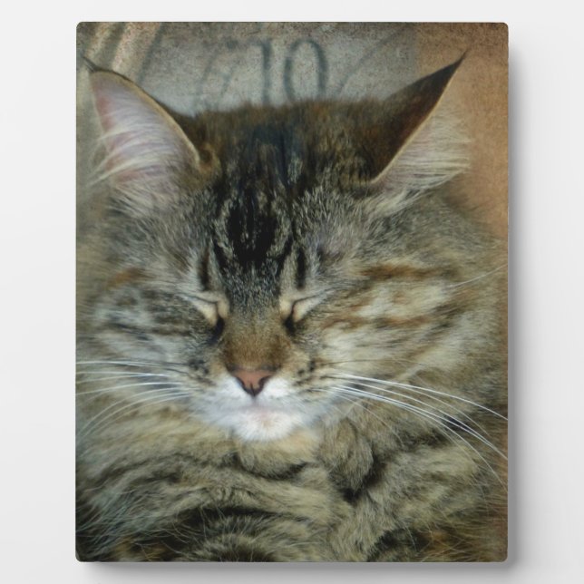 Bob Fotoplatte (Vorderseite)