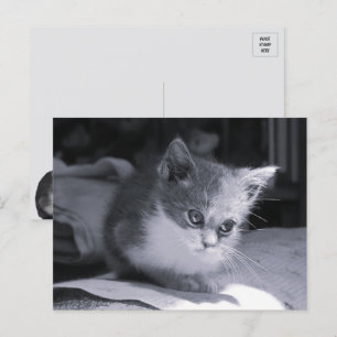 Bob in Gedanken - Schwarze und Weiße Katze Postkarte