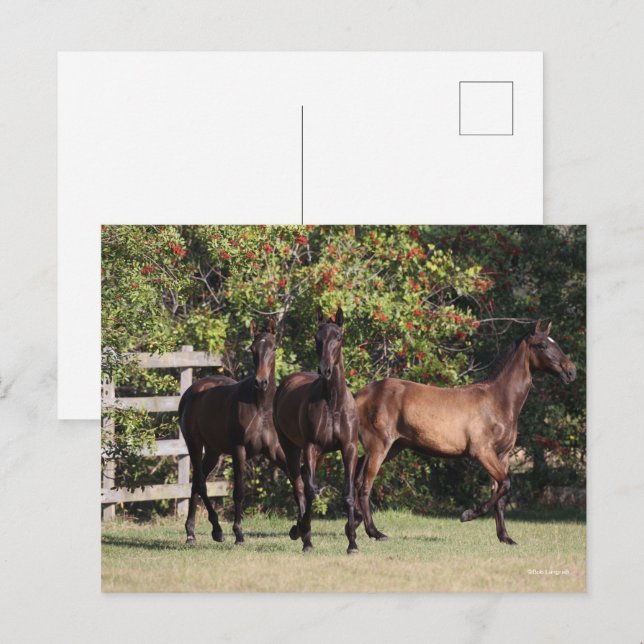 Bob Langrish | 3 Andalucian Youngsters Standing Postkarte (Vorne/Hinten)