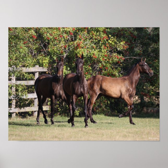 Bob Langrish | 3 Jugendliche aus Andalusien Stehen Poster (Vorne)