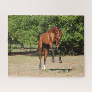 Bob Langrish   Akhal Teke Stallion Leaping