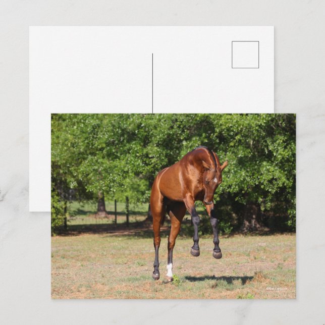 Bob Langrish | Akhal Teke Stallion Leaping Postkarte (Vorne/Hinten)