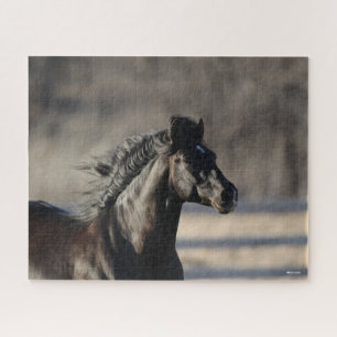Bob Langrish Andalusischer Headshot Mane Flows