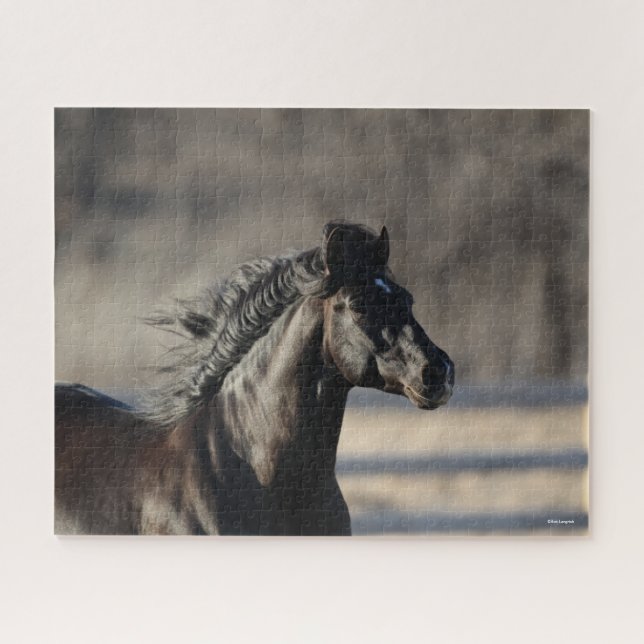 Bob Langrish | Andalusischer Headshot Mane Flows (Horizontal)