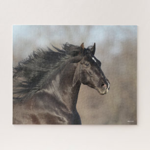 Bob Langrish Andalusischer Headshot Mane Flows