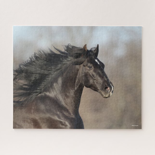 Bob Langrish | Andalusischer Headshot Mane Flows (Horizontal)