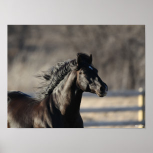Bob Langrish Andalusischer Headshot Mane Flows Poster