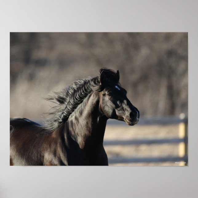 Bob Langrish | Andalusischer Headshot Mane Flows Poster (Vorne)