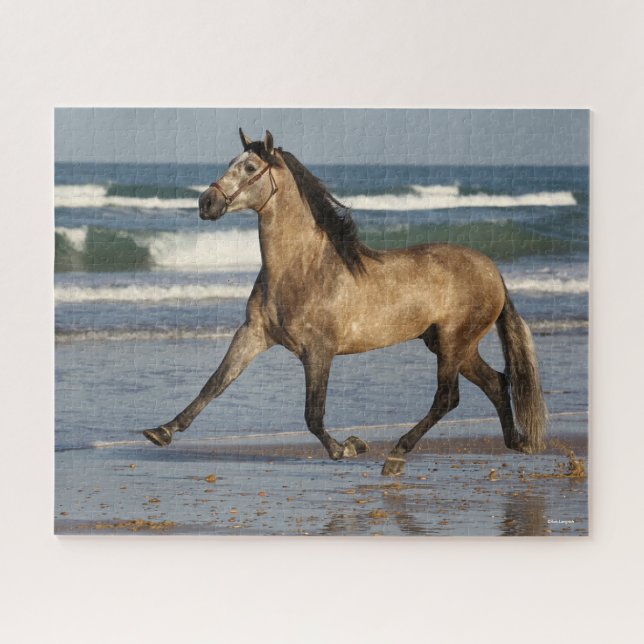 Bob Langrish Andalusischer Hengst am Strand (Horizontal)
