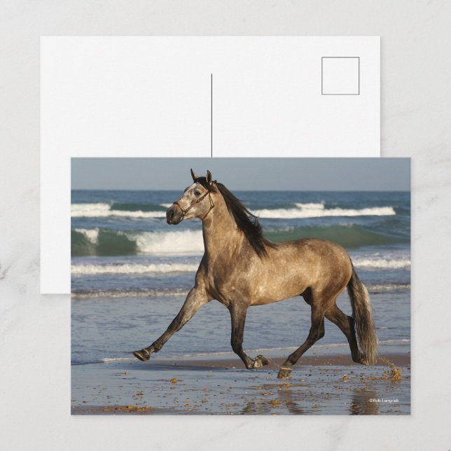 Bob Langrish Andalusischer Hengst am Strand Postkarte (Vorne/Hinten)
