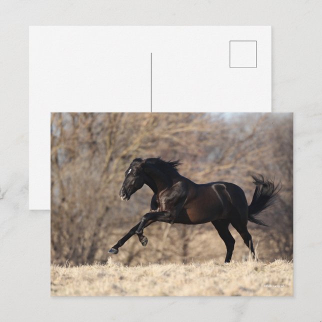 Bob Langrish | Andalusischer Running Postkarte (Vorne/Hinten)