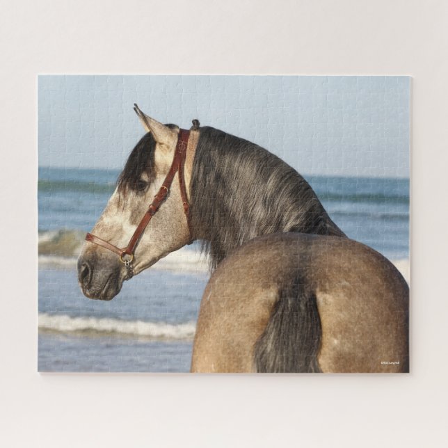 Bob Langrish | Andalusischer Stallion (Horizontal)