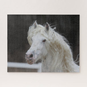 Bob Langrish Appaloosa Friesian Stallion Headshot
