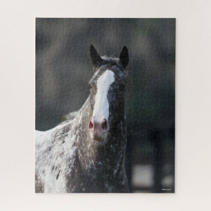 Bob Langrish Appaloosa Headshot