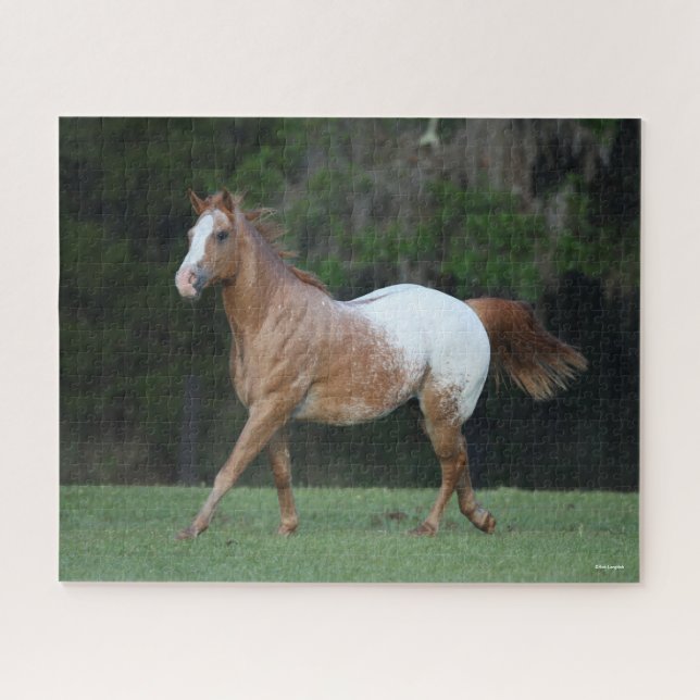 Bob Langrish | Appaloosa Pferderennen (Horizontal)