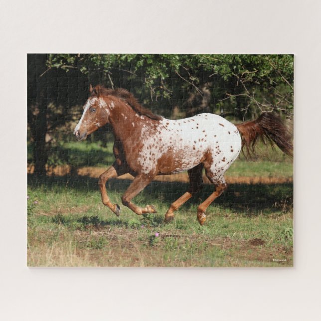 Bob Langrish | Appaloosa Pferderennen (Horizontal)