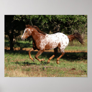 Bob Langrish Appaloosa Pferderennen Poster