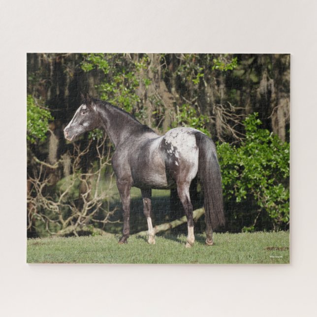 Bob Langrish | Appaloosa Stehend (Horizontal)