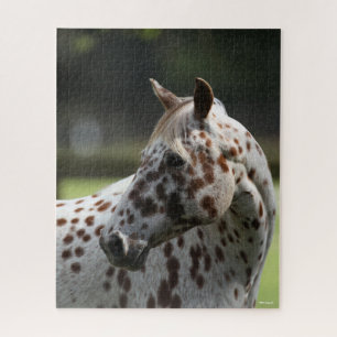 Bob Langrish Appaloosa Stehend Headshot