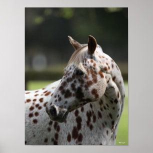 Bob Langrish Appaloosa Stehend Headshot Poster