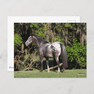 Bob Langrish Appaloosa Stehend Postkarte