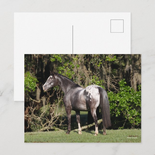 Bob Langrish | Appaloosa Stehend Postkarte (Vorne/Hinten)