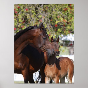 Bob Langrish Arab Mare and Foal Stehend Poster