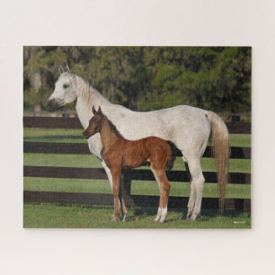 Bob Langrish Arab Mare und Foal Stehend