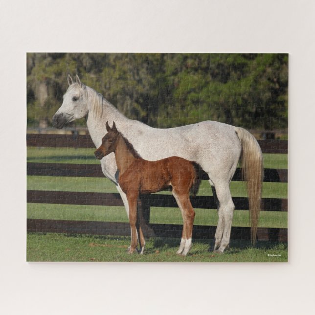 Bob Langrish Arab Mare und Foal Stehend (Horizontal)