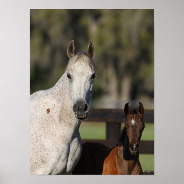 Bob Langrish Arab Mare und Foal Stehend Headshot Poster (Vorne)