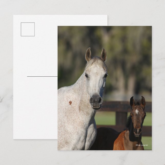 Bob Langrish Arab Mare und Foal Stehend Headshot Postkarte (Vorne/Hinten)