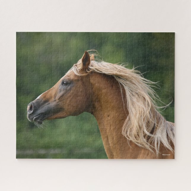 Bob Langrish | Arab Stallion Headshot Manflows (Horizontal)