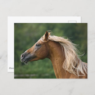 Bob Langrish Arab Stallion Headshot Manflows Postkarte