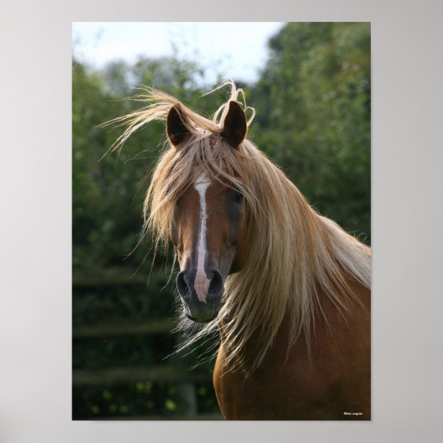 Bob Langrish | Arab Stallion Headshot Poster (Vorne)