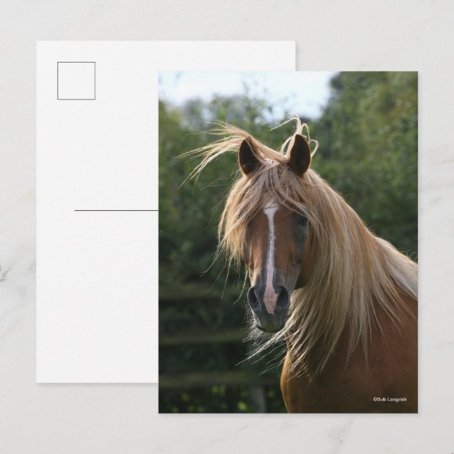 Bob Langrish | Arab Stallion Headshot Postkarte (Vorne/Hinten)