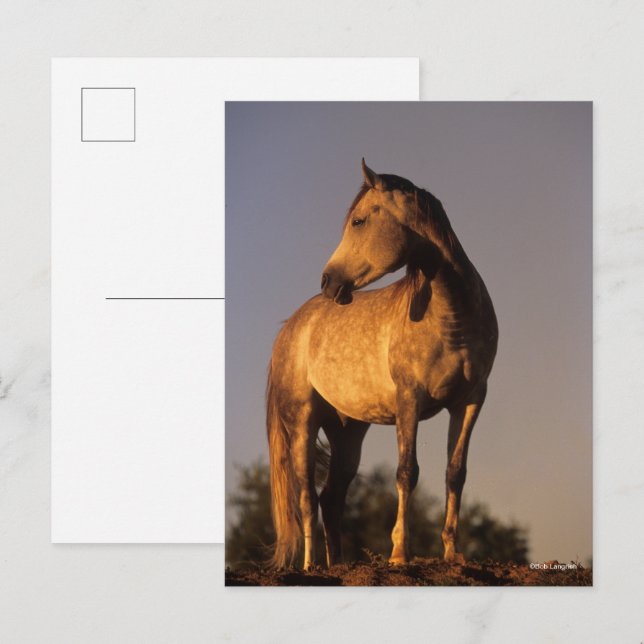 Bob Langrish | Arab Standing On Hill At Sunset Postkarte (Vorne/Hinten)