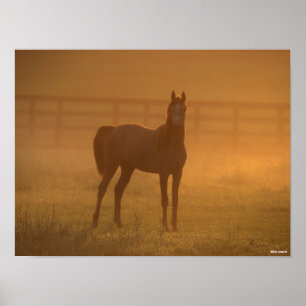 Bob Langrish Arabisch Stehend in Nebel Poster