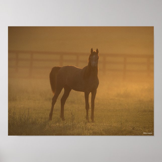 Bob Langrish | Arabisch Stehend in Nebel Poster (Vorne)