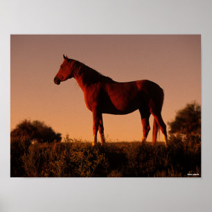 Bob Langrish Arabisch Stehend in Sunset Poster