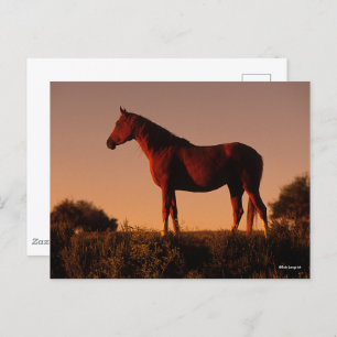 Bob Langrish   Arabisch Stehend in Sunset Postkarte