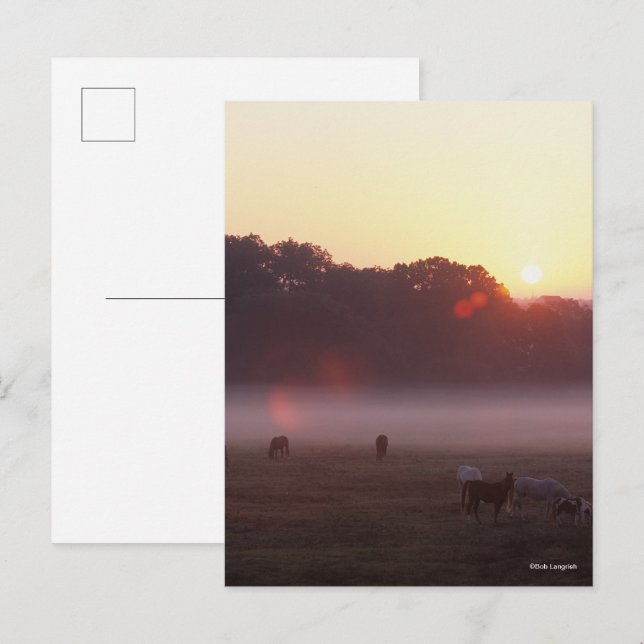 Bob Langrish | Arabische Pferde beim Sonnenaufgang Postkarte (Vorne/Hinten)