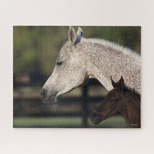 Bob Langrish | Arabischer Mare- und Fotopapier (Horizontal)